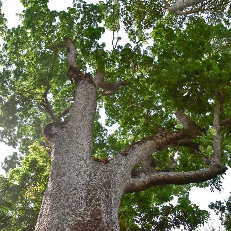 Mơ thấy cây cổ thụ đánh con gì bao trúng? Mơ thấy gốc cổ thụ