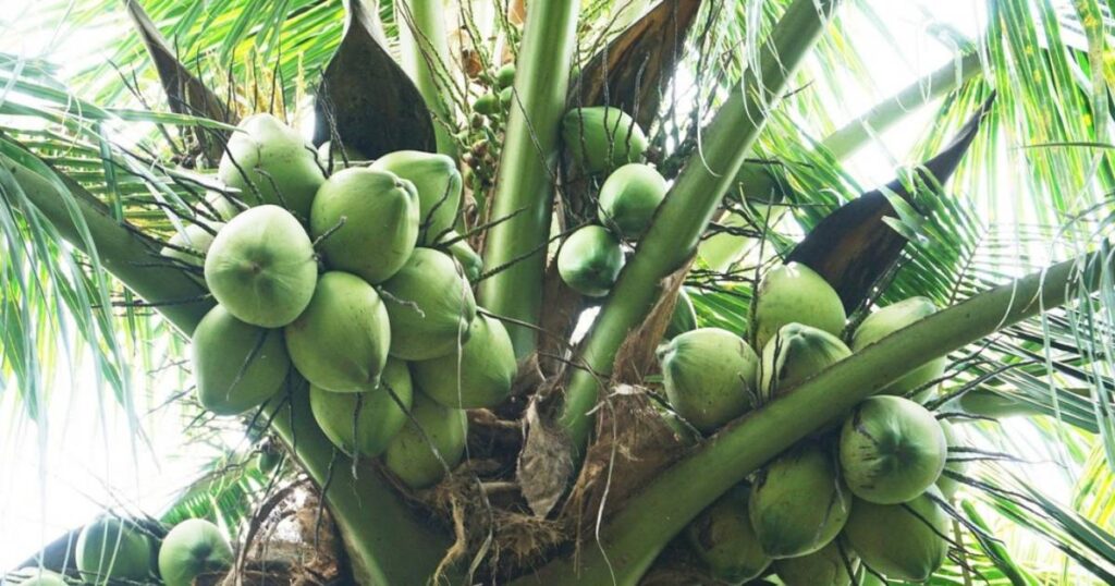 Mơ thấy cây dừa đánh con gì bao trúng đậm? Ý nghĩa giấc mơ